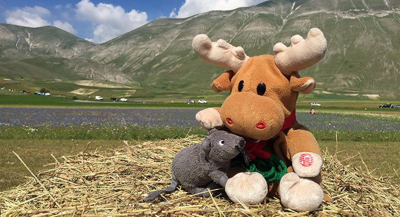 Topi-aòcetto-Castelluccio