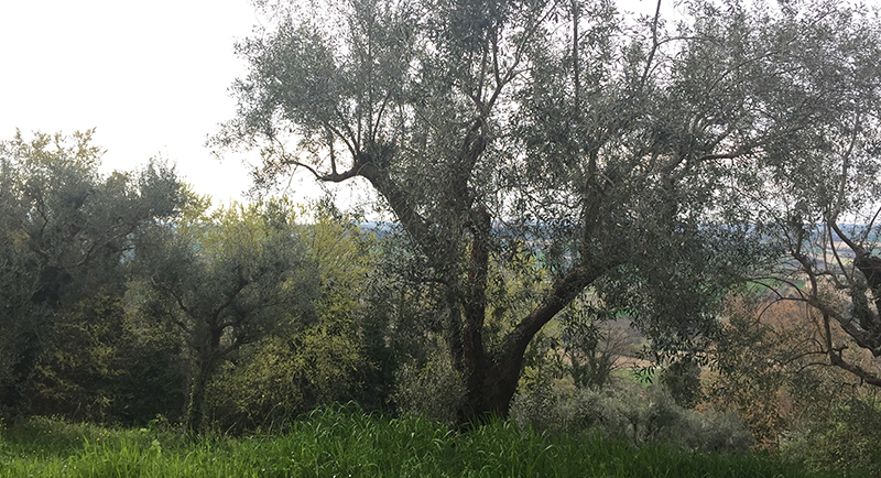 piantone-mogliano