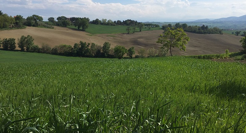 paesaggio-filottrano