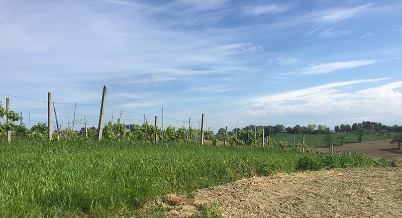 paesaggio-marchigiano-primavera