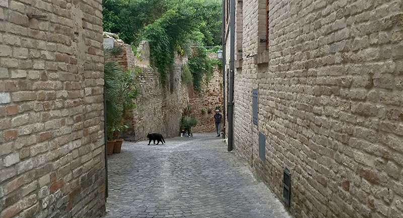 civitanova-alta-gattino