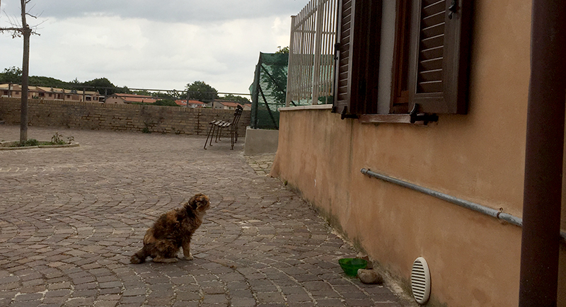 gatto-civitanova-alta
